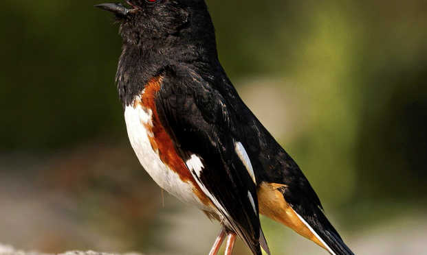 Spending time with Eastern Towhees in North Carolina